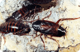 Цены на уничтожение насекомых - тараканы, клопы, муравьи, блохи