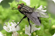 Уничтожение (выведение, травля) мух. Борьба с мухами. Дезинсекция.