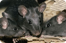 Цены на дератизацию помещений. Уничтожение грызунов: крыс, мышей, кротов.